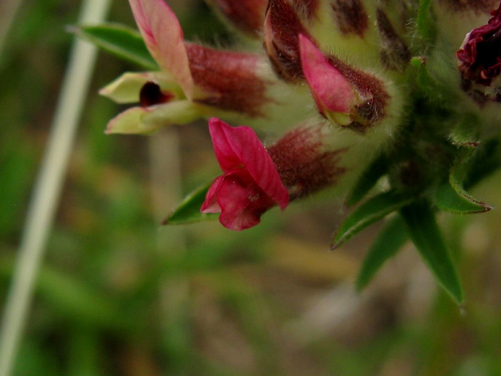 Antyllis vulneraria subsp. rubriflora?  S