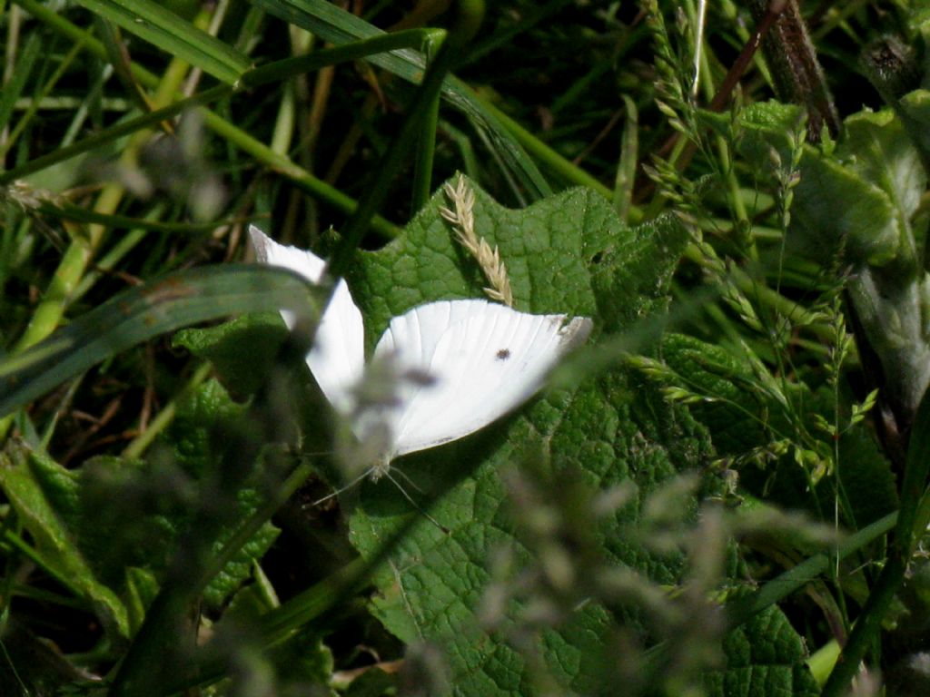 Pieris napi?