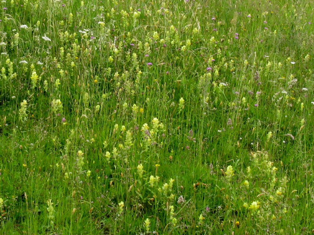 Rhinanthus crista-galli?... Rhinanthus sp.