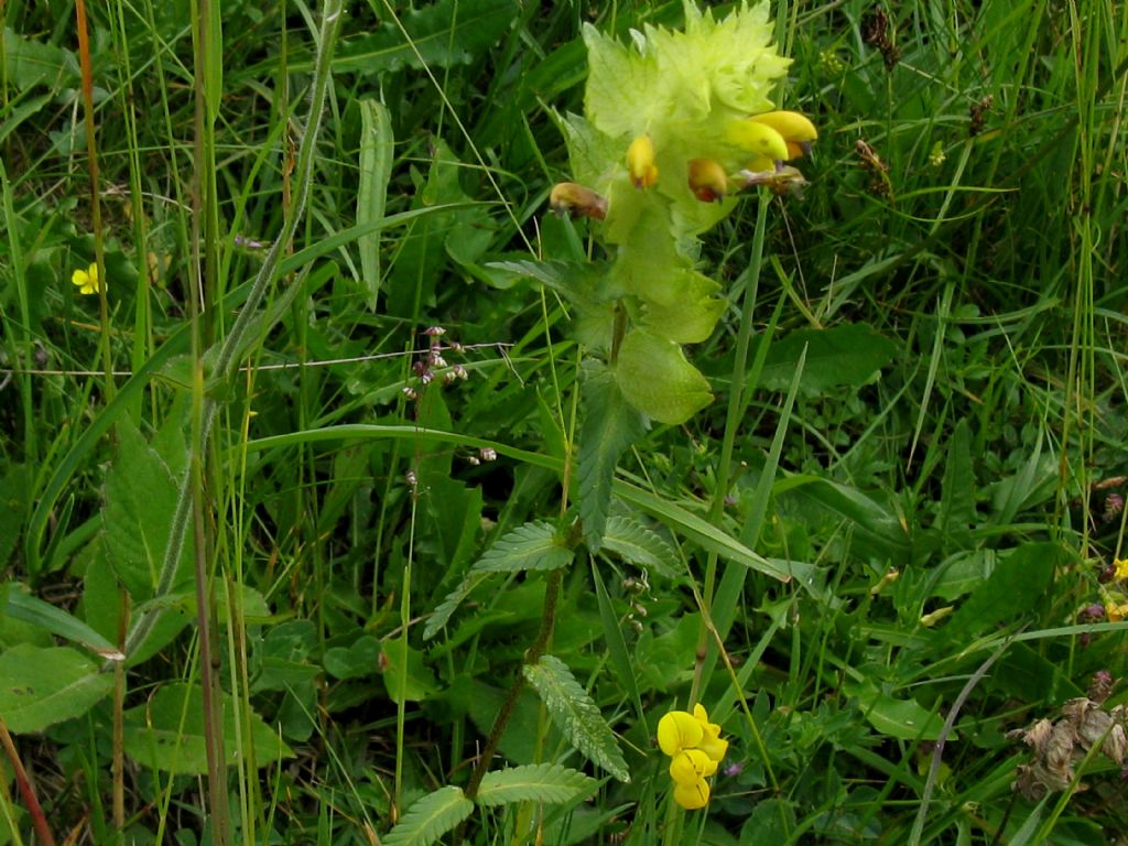 Rhinanthus crista-galli?... Rhinanthus sp.