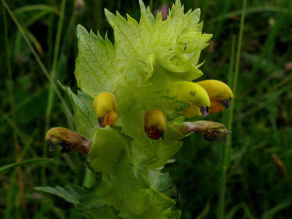 Rhinanthus crista-galli?... Rhinanthus sp.