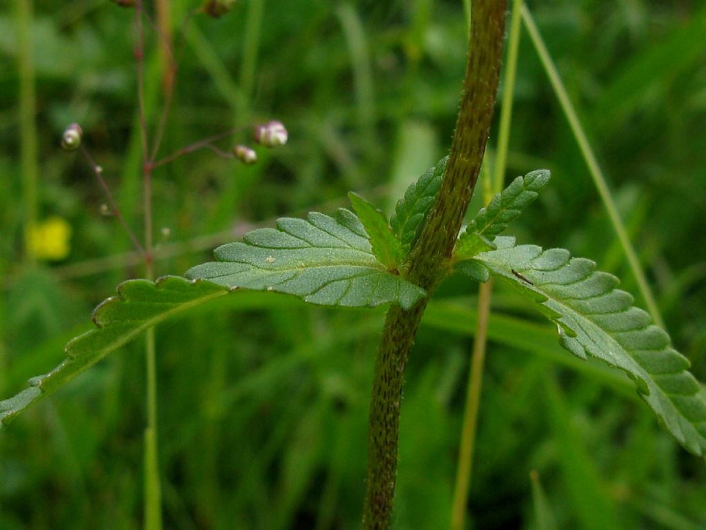 Rhinanthus crista-galli?... Rhinanthus sp.