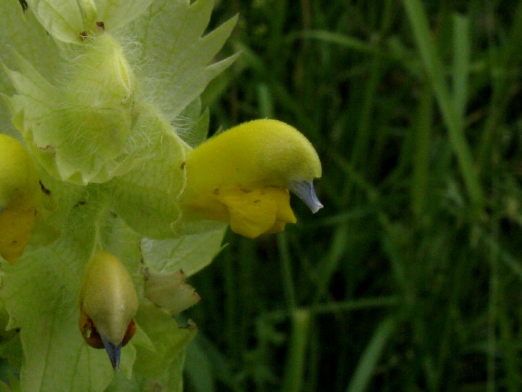 Rhinanthus crista-galli?... Rhinanthus sp.