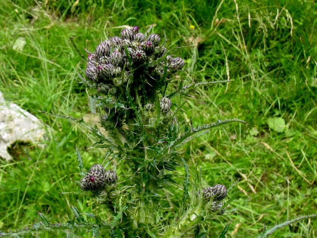 Cirsium...?  Cirsium palustre