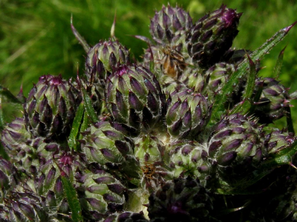 Cirsium...?  Cirsium palustre