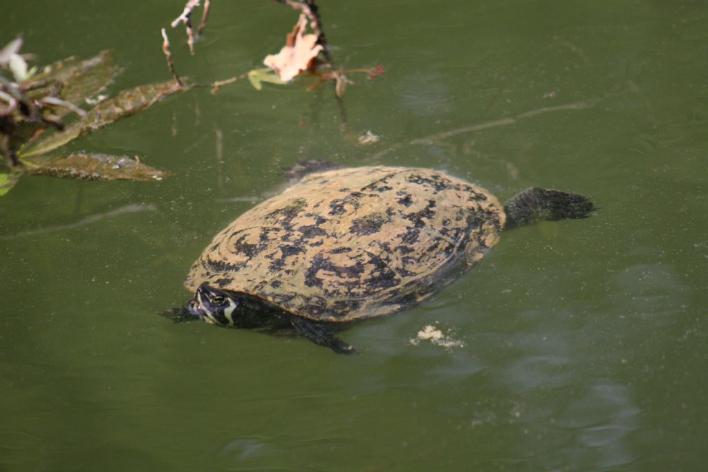 Trachemys scripta scripta?