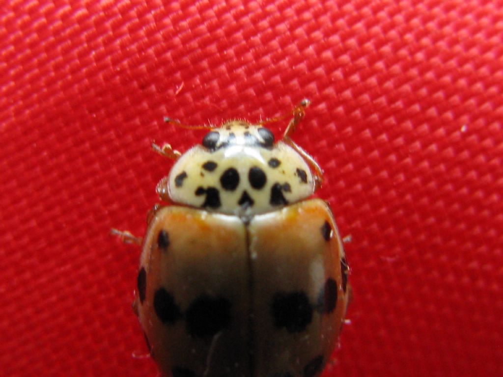 Harmonia quadripunctata? S