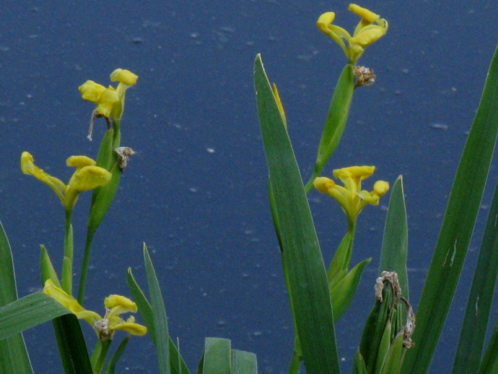 Iris pseudacorus?