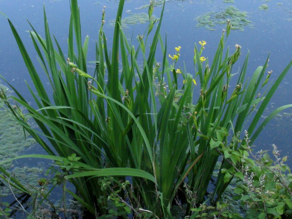 Iris pseudacorus?