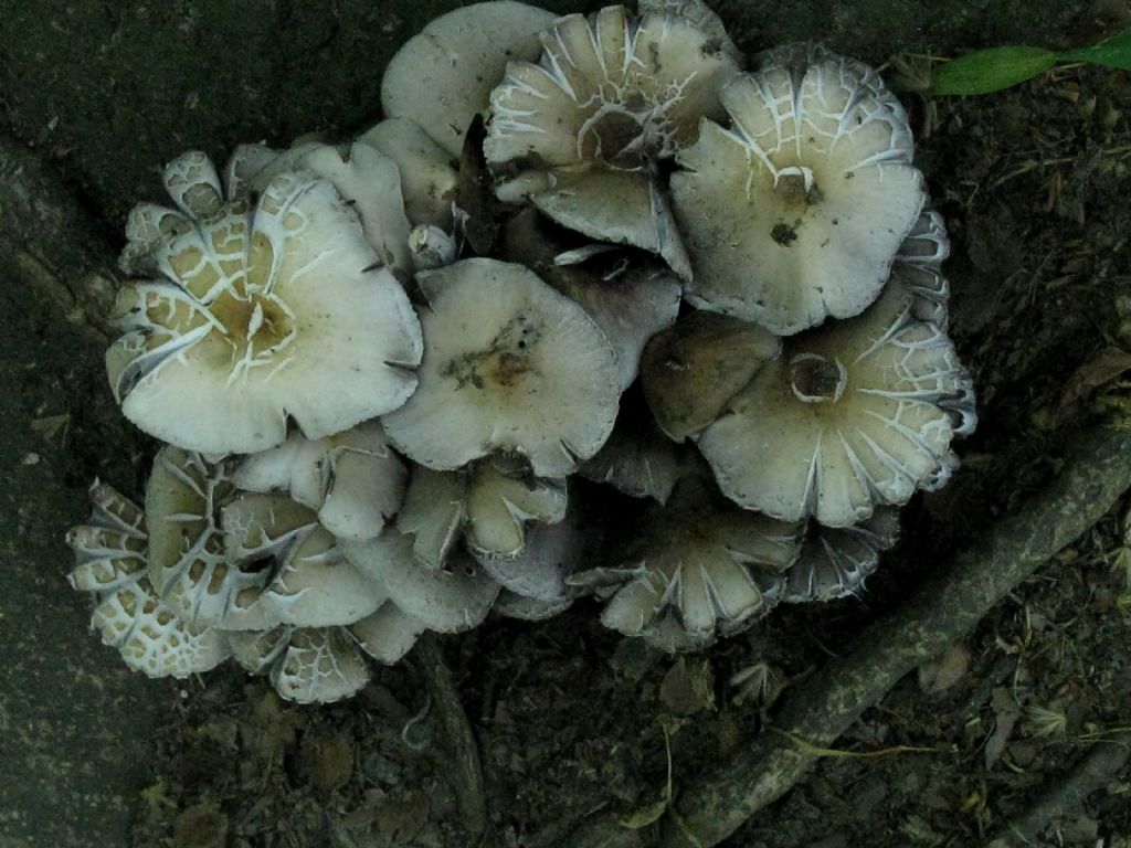 Fungo da id.