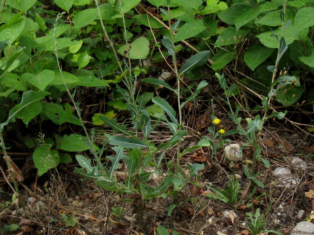 Asteraceae: Lactuca sativa subsp. serriola