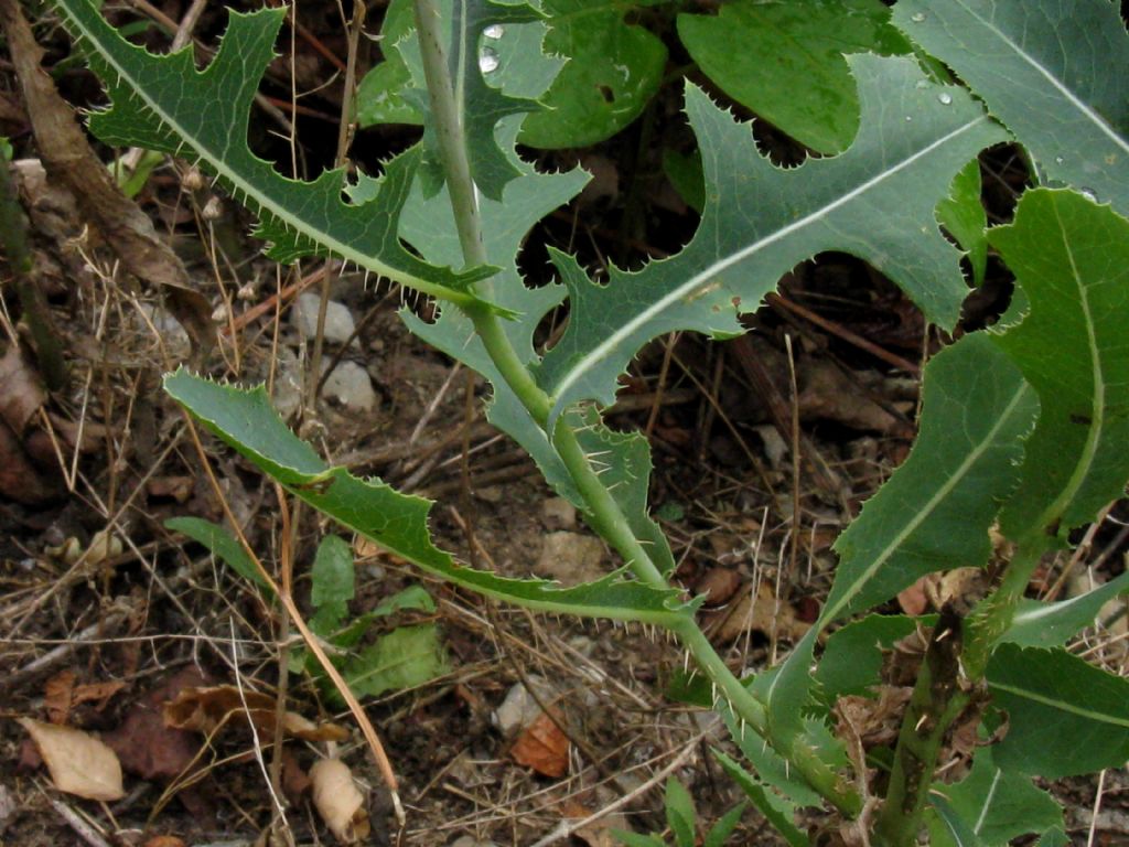 Asteraceae: Lactuca sativa subsp. serriola