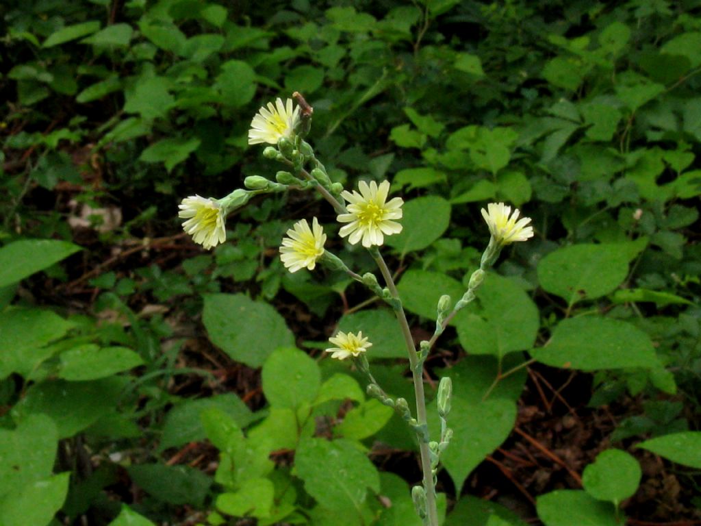 Asteraceae: Lactuca sativa subsp. serriola