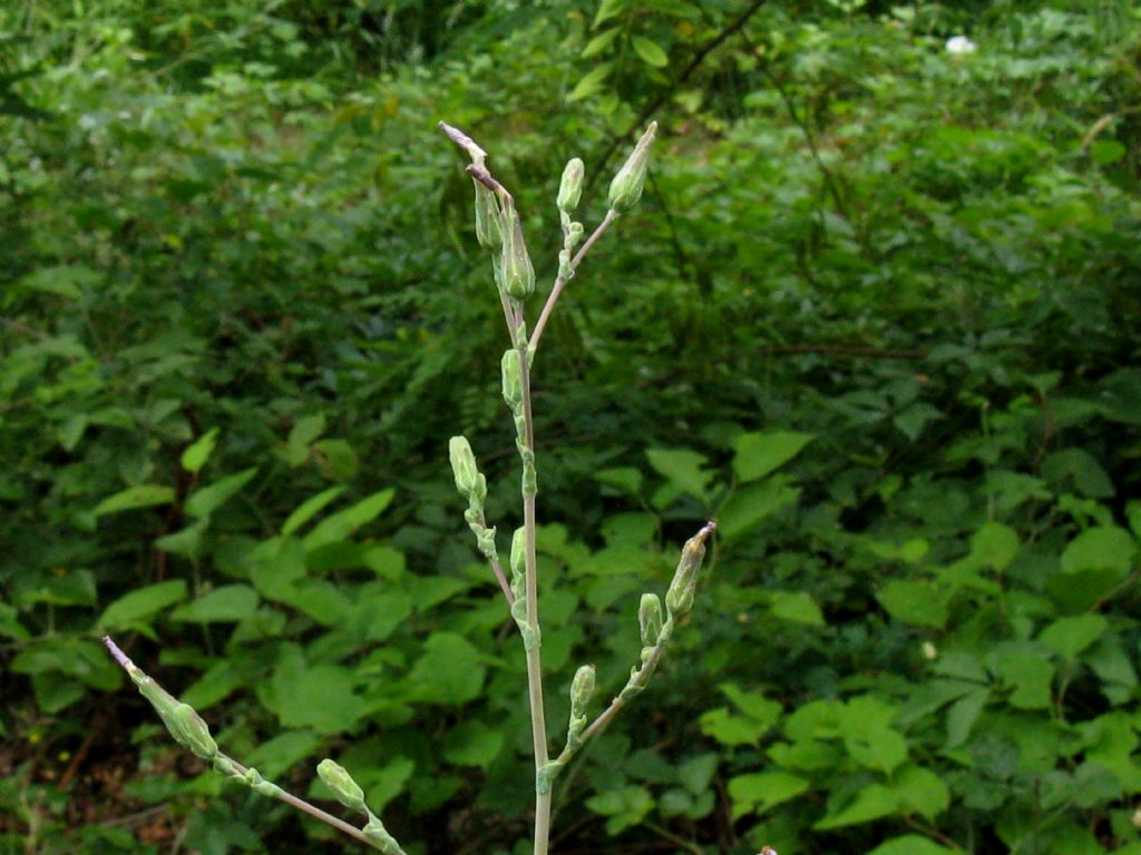 Asteraceae: Lactuca sativa subsp. serriola