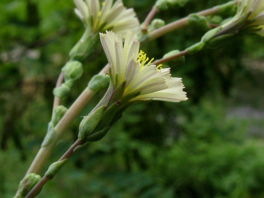 Asteraceae: Lactuca sativa subsp. serriola