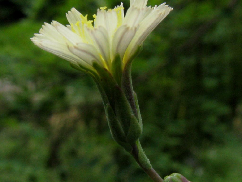 Asteraceae: Lactuca sativa subsp. serriola