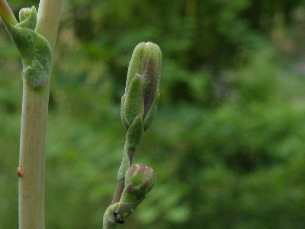 Asteraceae: Lactuca sativa subsp. serriola