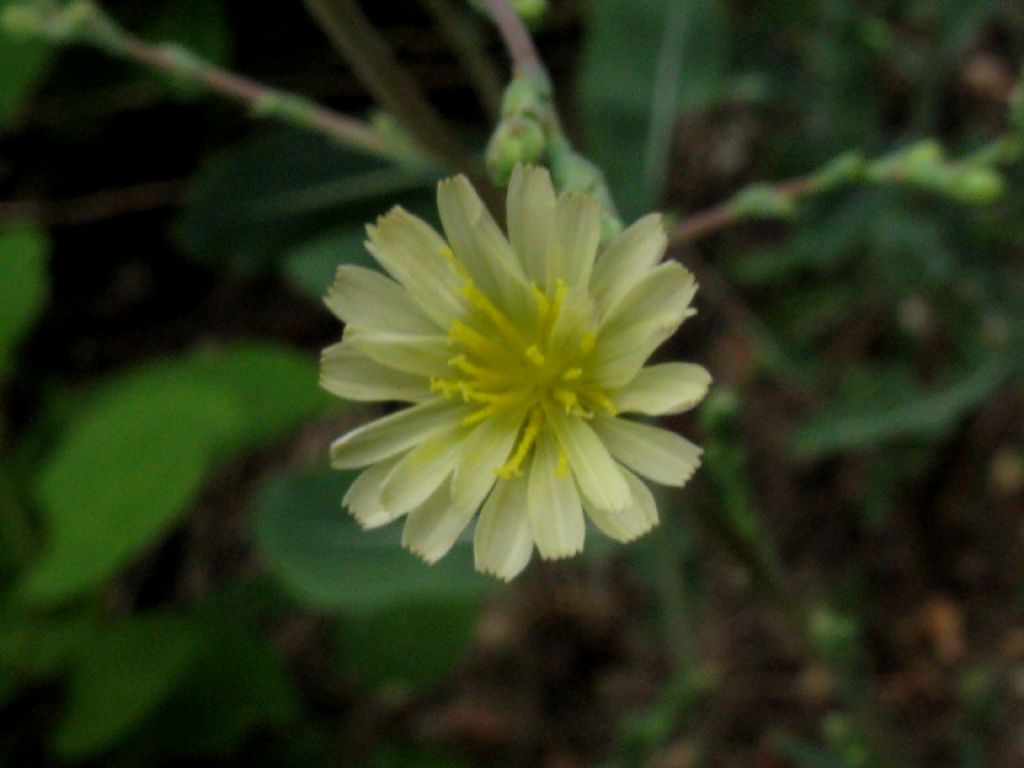 Asteraceae: Lactuca sativa subsp. serriola