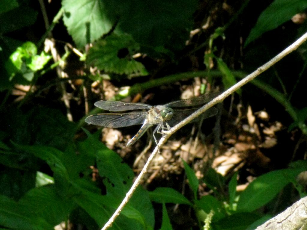 Orthetrum cancellatum, maschio