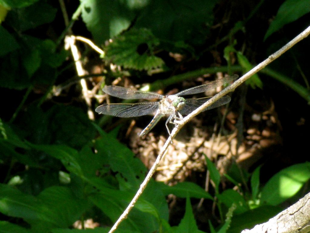 Orthetrum cancellatum, maschio