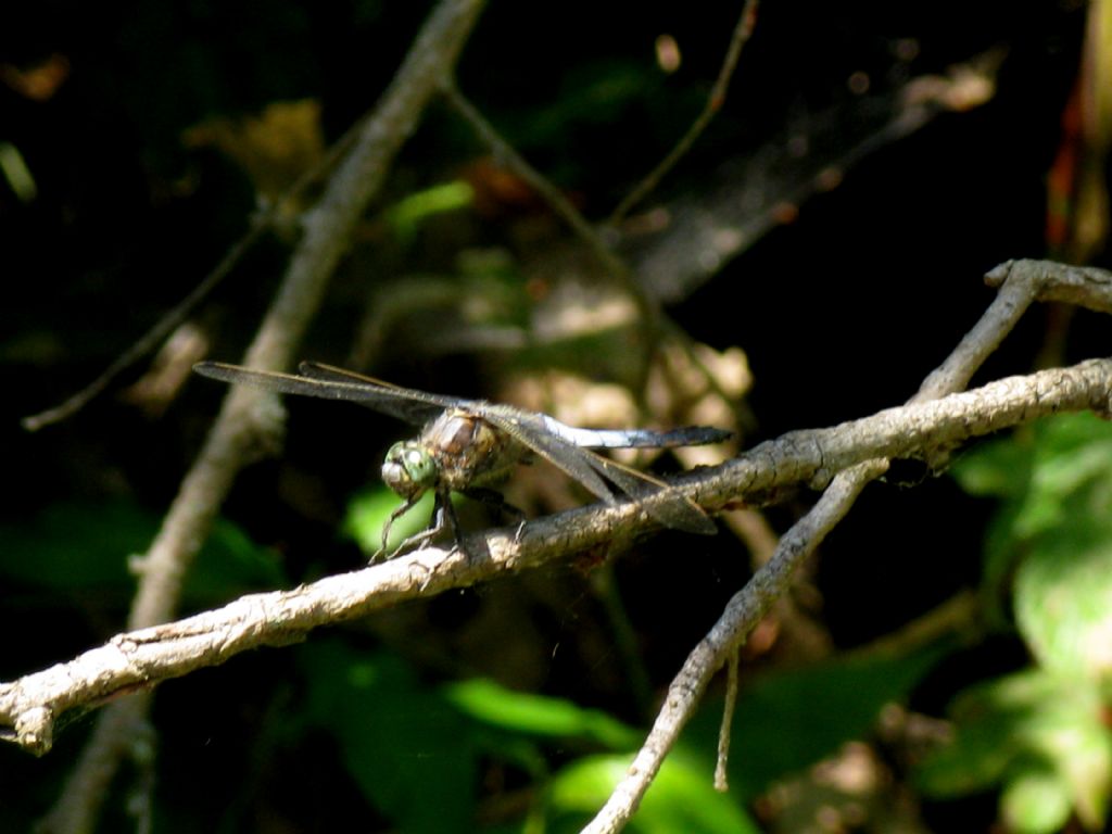 Orthetrum cancellatum, maschio