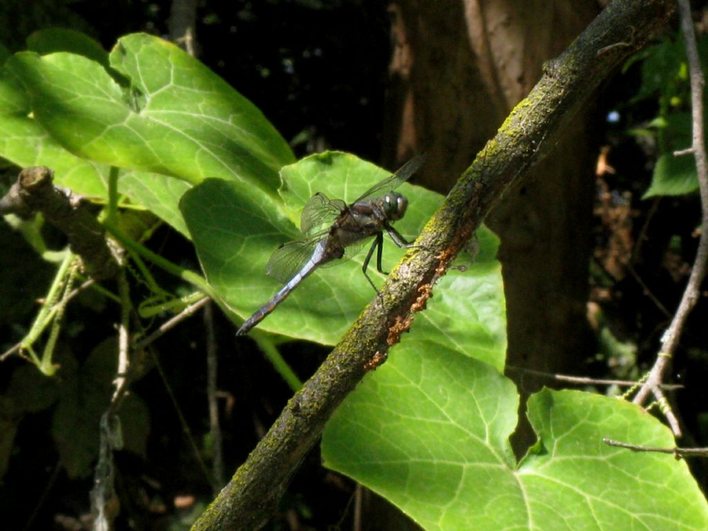 Orthetrum cancellatum, maschio