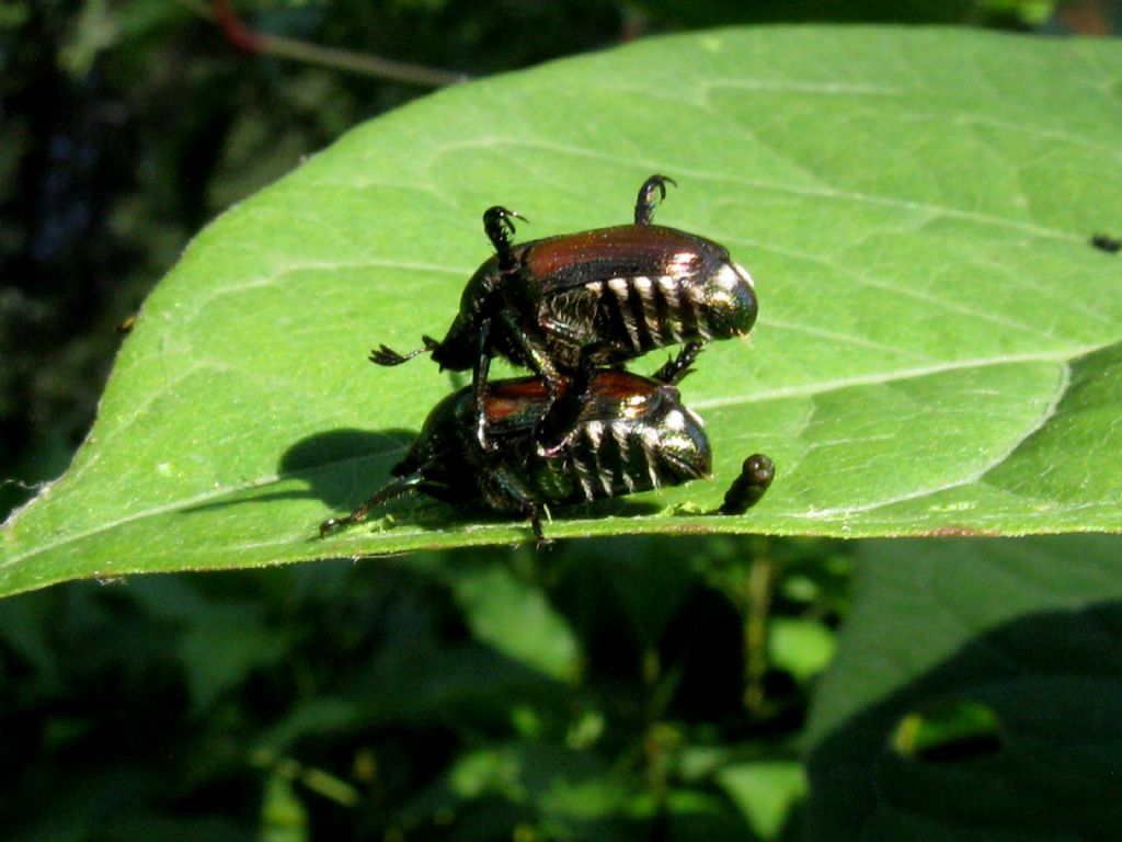 Chrysomelidae?  No, Popillia japonica (Rutelidae)