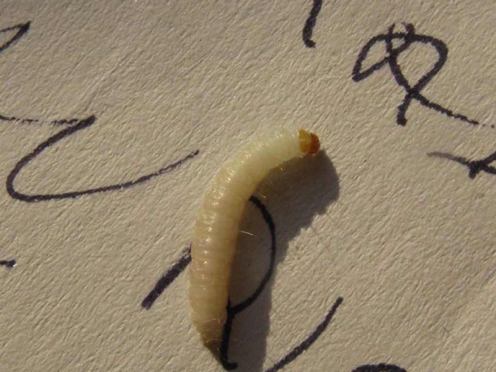 Tignola da identificare