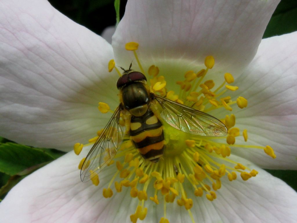 Syrphus vitripennis?... Syrphus cfr. torvus