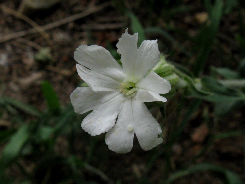 Silene latifolia (Caryophyllaceae)