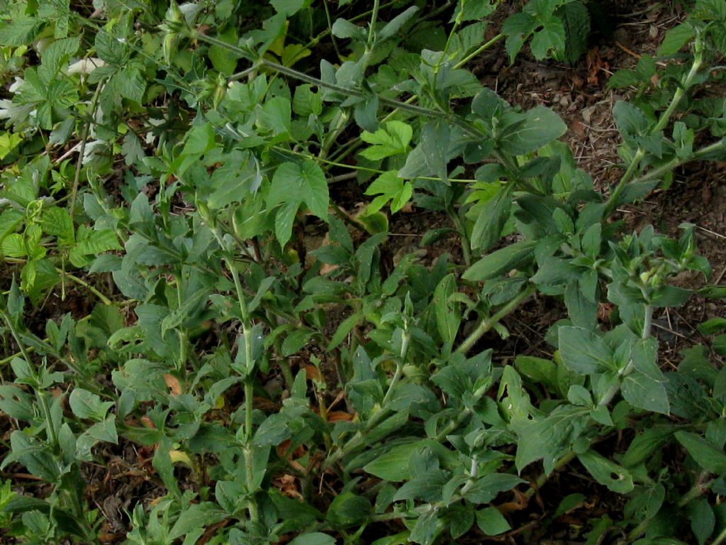 Silene latifolia (Caryophyllaceae)