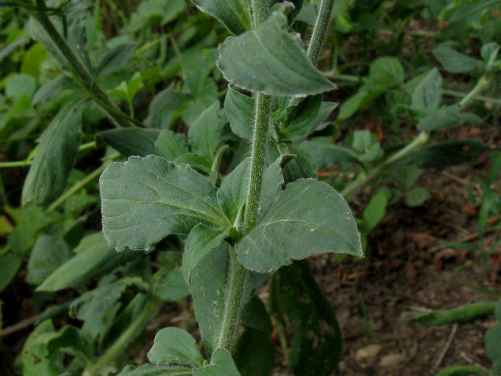 Silene latifolia (Caryophyllaceae)