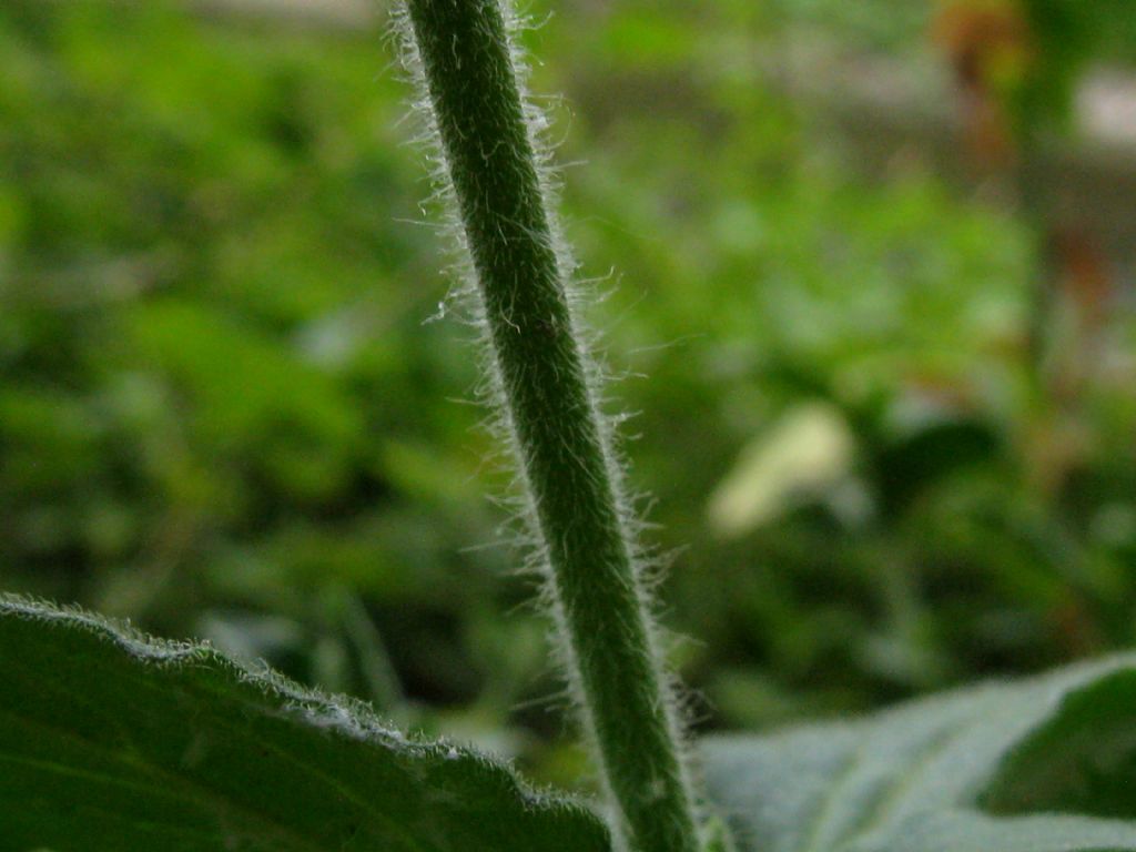 Silene latifolia (Caryophyllaceae)