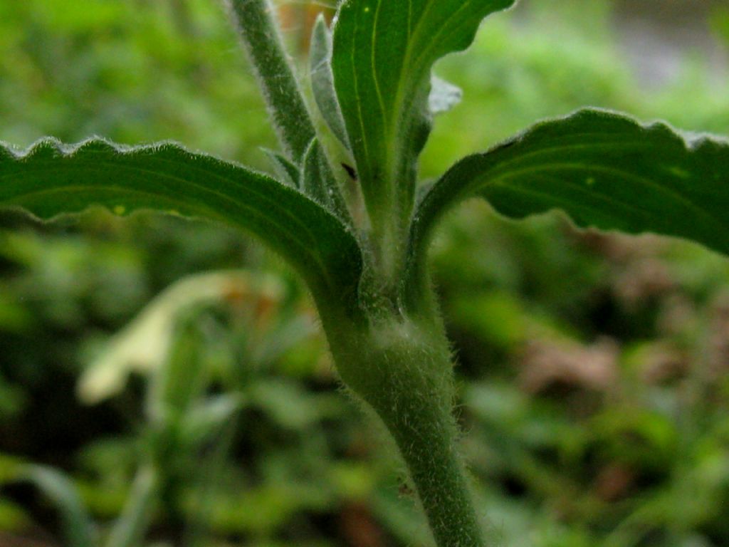 Silene latifolia (Caryophyllaceae)