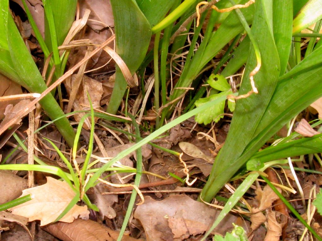 Monocotiledone da id.