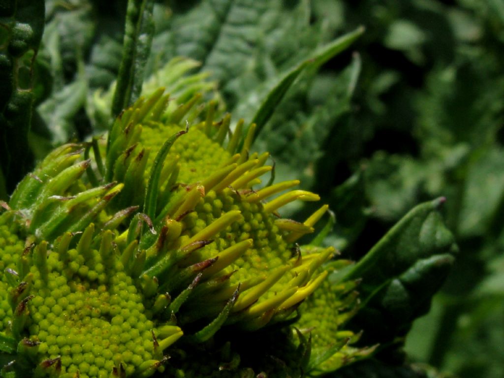 Jacobaea alpina / Senecione alpino