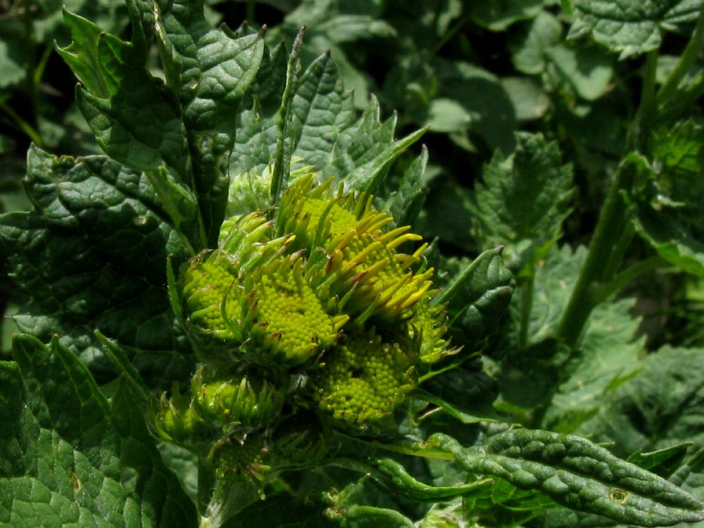 Jacobaea alpina / Senecione alpino