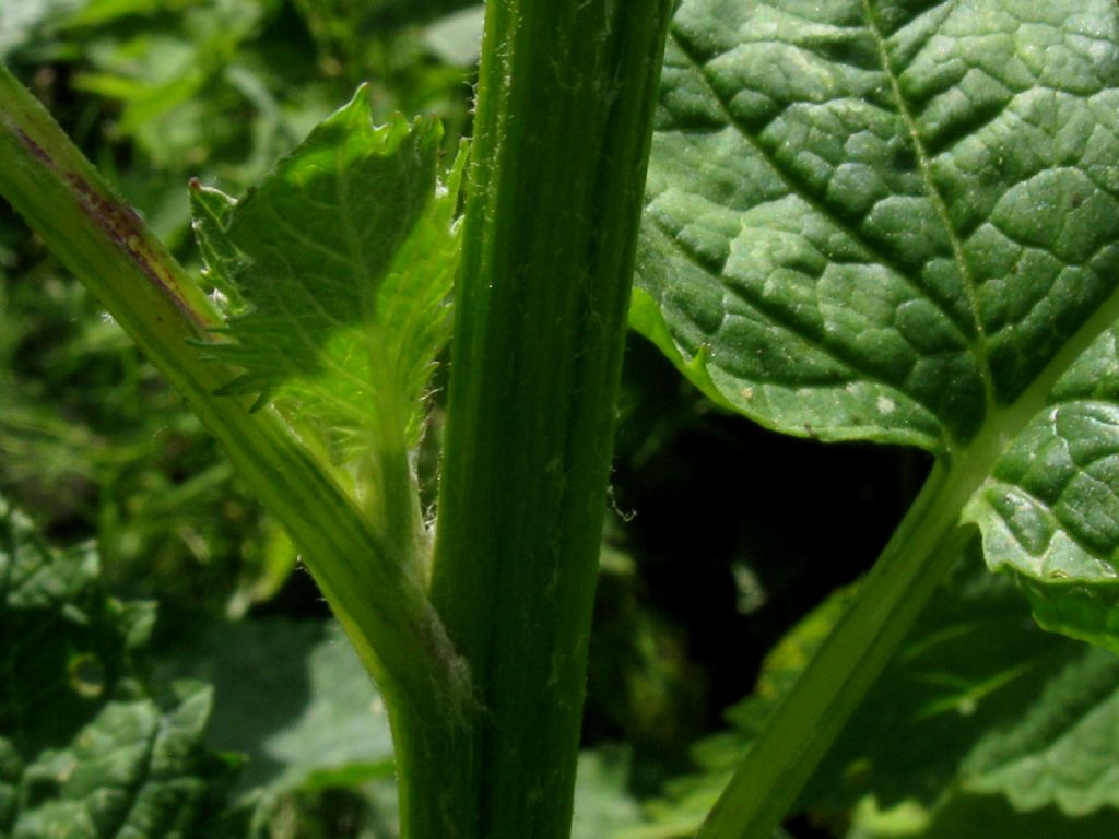 Jacobaea alpina / Senecione alpino