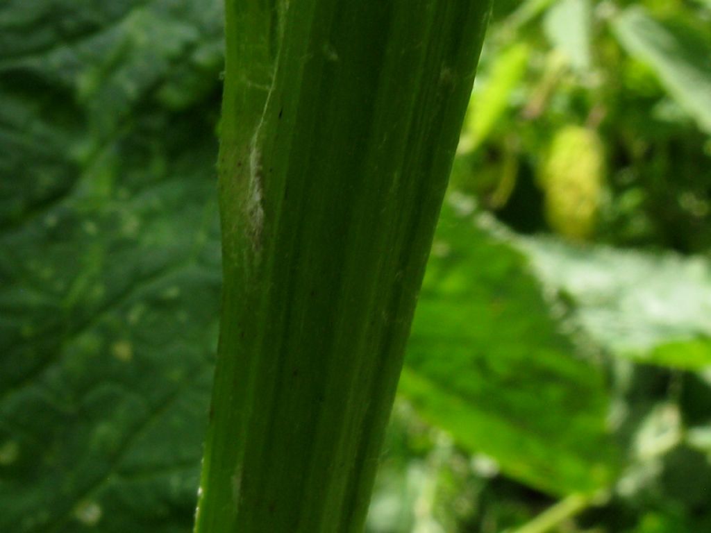 Jacobaea alpina / Senecione alpino