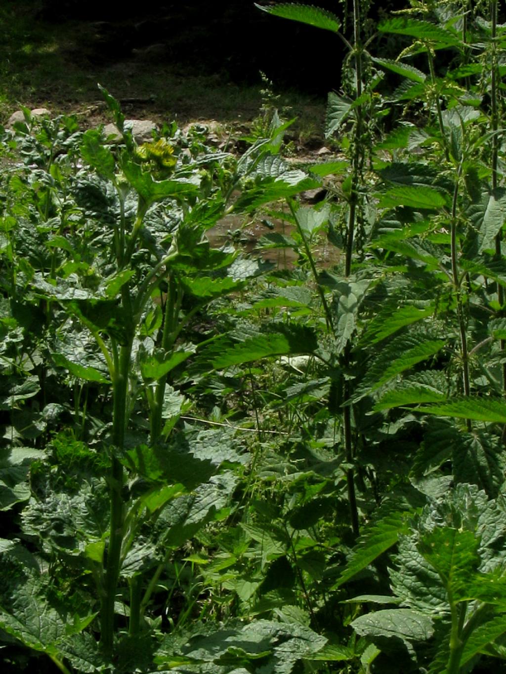 Jacobaea alpina / Senecione alpino