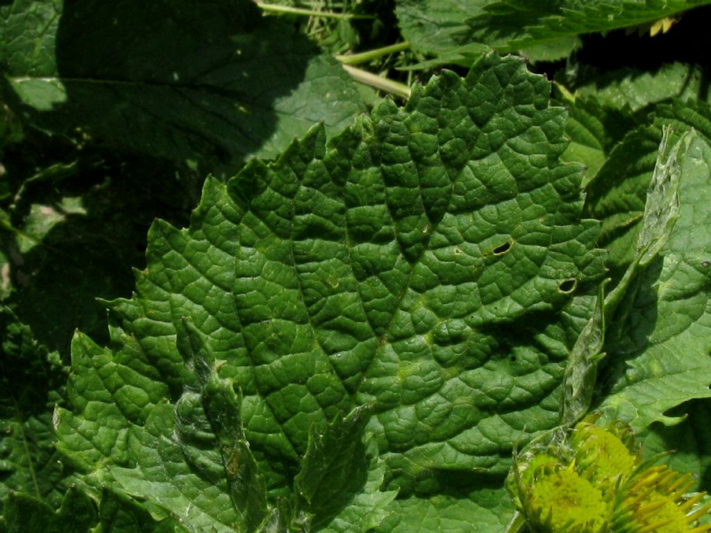 Jacobaea alpina / Senecione alpino