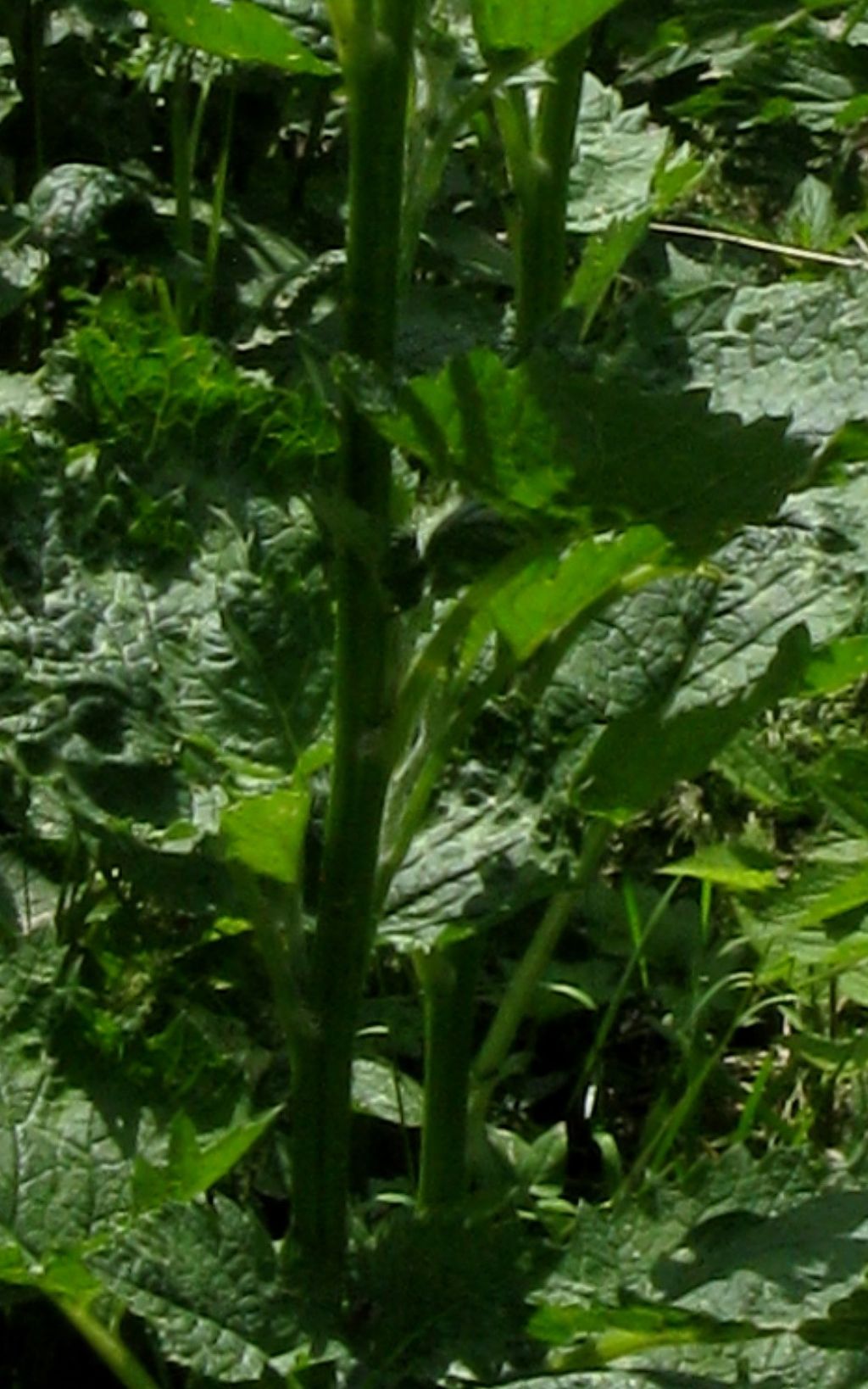 Jacobaea alpina / Senecione alpino