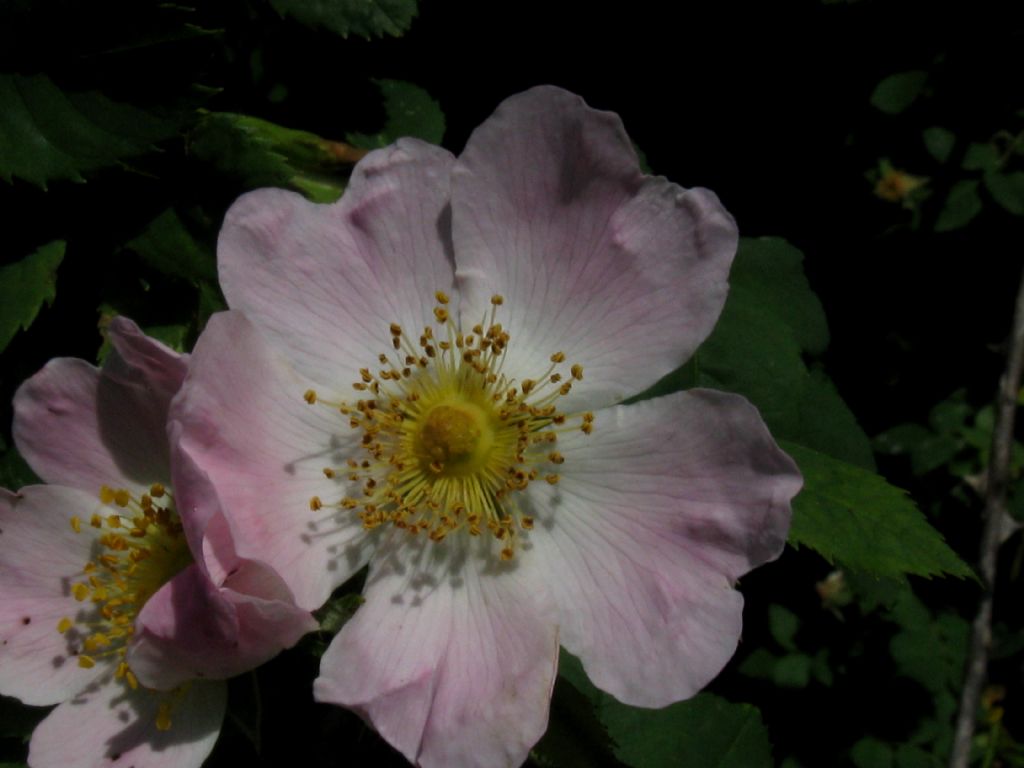 Rosa canina ? Rosa sp.. (Rosa canina s.l. o Rosa corymbifera s.l.)
