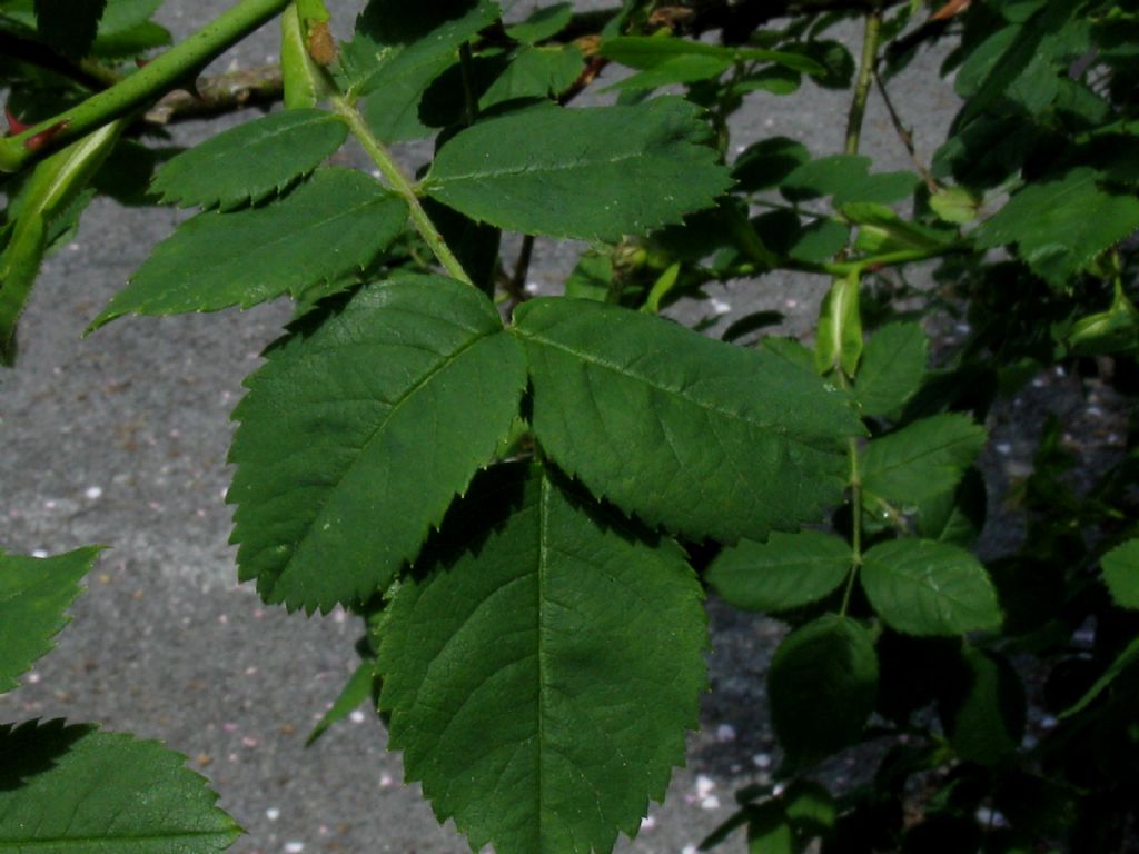 Rosa canina ? ...Rosa canina s.l.