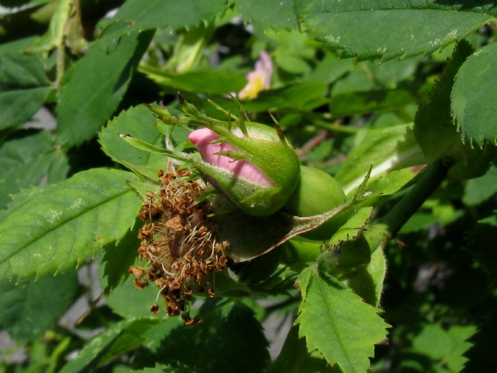 Rosa canina ? ...Rosa canina s.l.