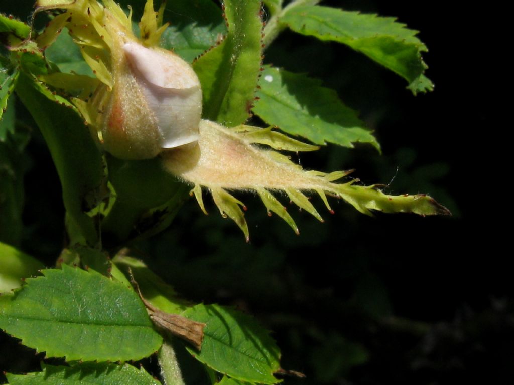 Rosa canina ? ...Rosa canina s.l.