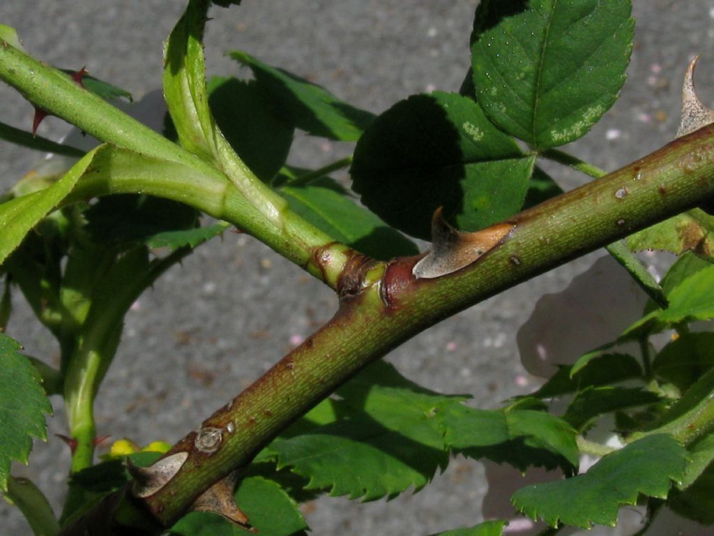 Rosa canina ? ...Rosa canina s.l.