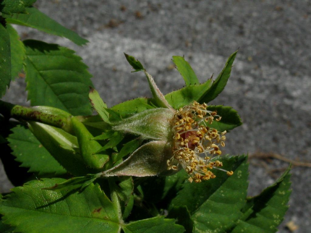 Rosa canina ? ...Rosa canina s.l.