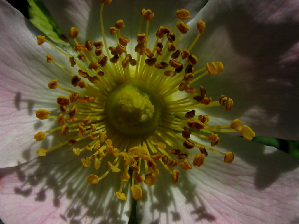 Rosa canina ? ...Rosa canina s.l.