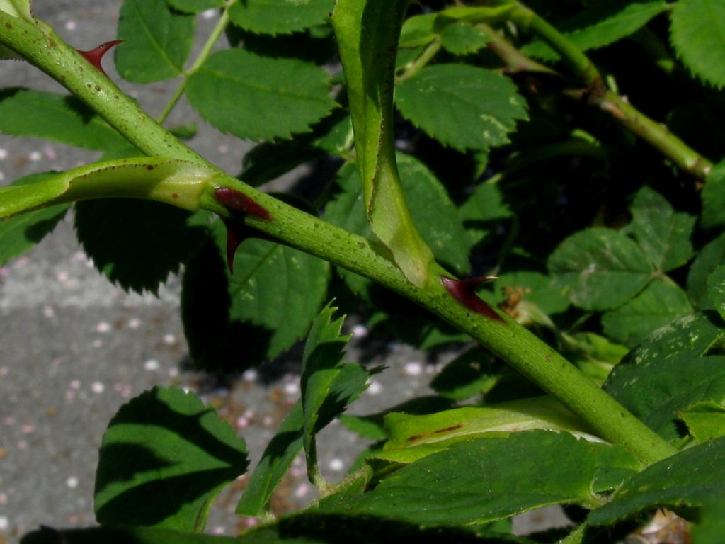 Rosa canina ? ...Rosa canina s.l.